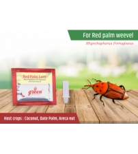 Red Palm Lure / Rhynchophorus Ferrugineus Pheromone Lure